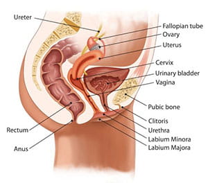 Female urinary system.